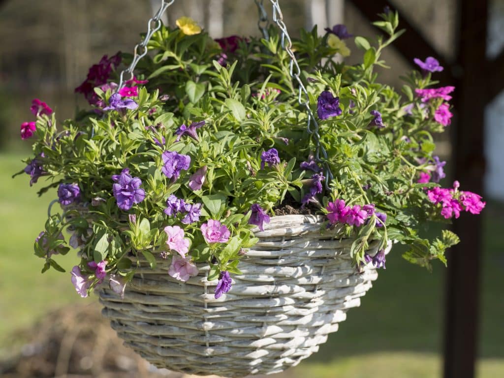 White wicker basket, flower pot with colorful Petunia, Lobelia and geranium flowers hanging from wooden pergola in the summer garden