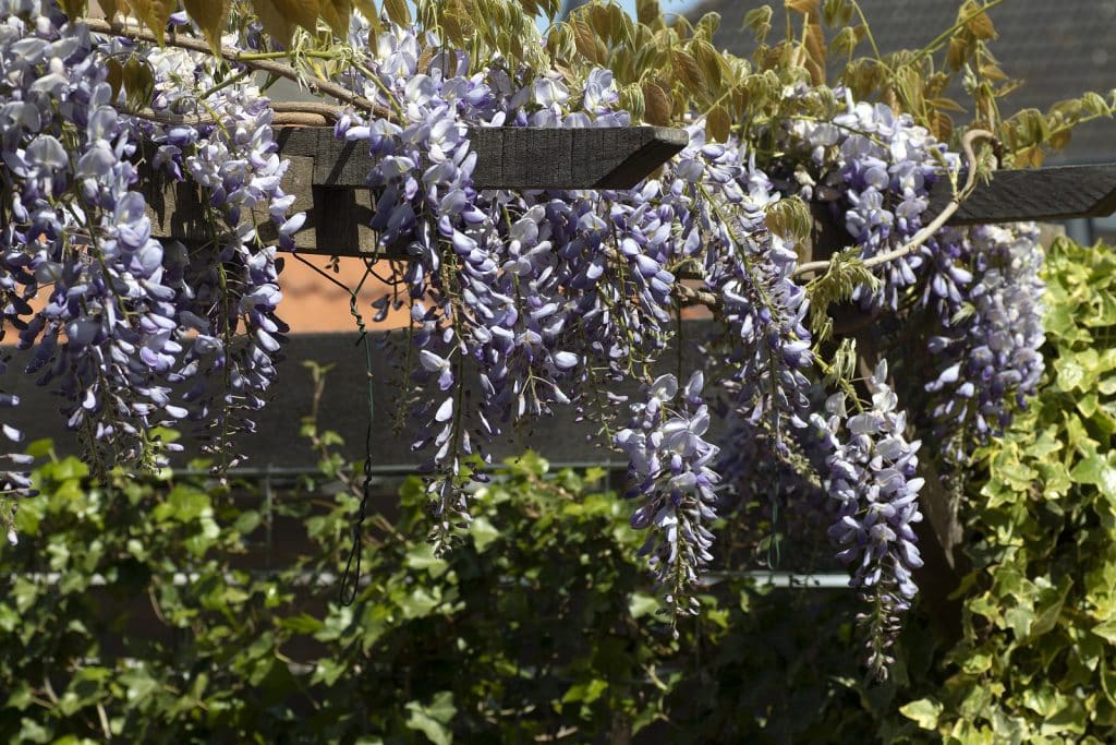 Purple flowers of the blue rain flowers (Wisteria sinensis) grow on a wooden pergola