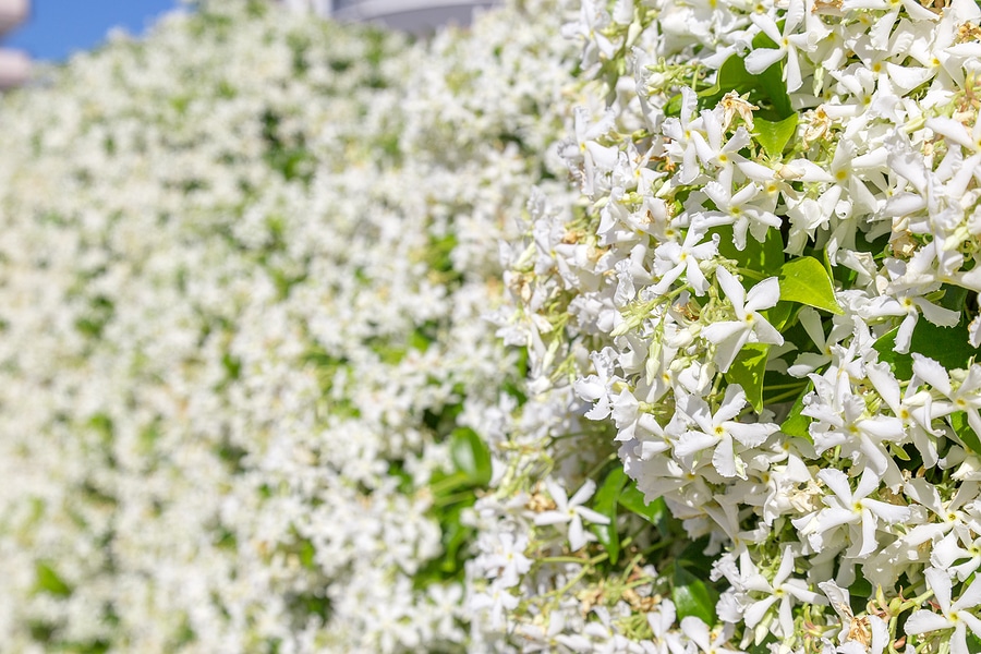 Confederate Jasmine,Trachelospermum jasminoides or Star jasmine white flowers background with multiple flowers.