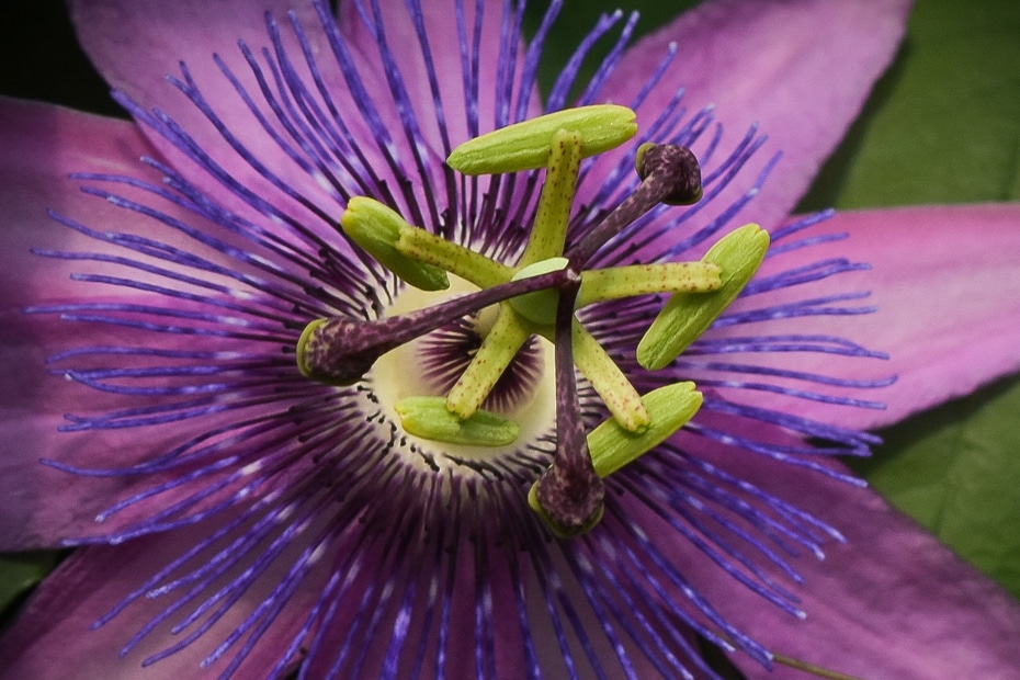 Detailed photo of passion flower in nature