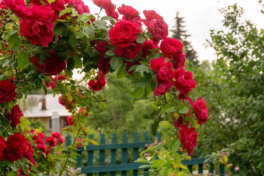 Blooming bush of red climbing roses in the garden.