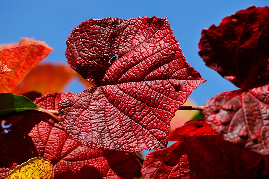 View of vitis coignetiae leaves in october garden. Macro photography of lively nature.